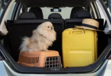 Como Garantir uma Viagem Tranquila com Seu Pet no Fim de Ano: Dicas Essenciais e Cuidados Necessários